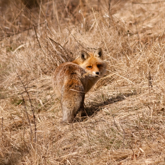 Vulpes vulpes