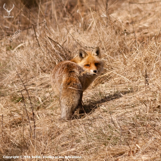 Vulpes vulpes