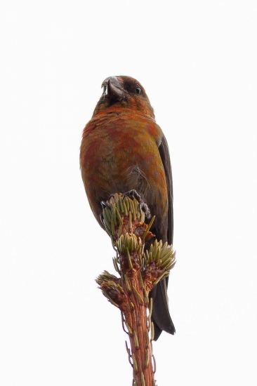 Loxia curvirostra (male)