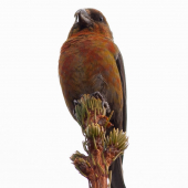 Loxia curvirostra (male)