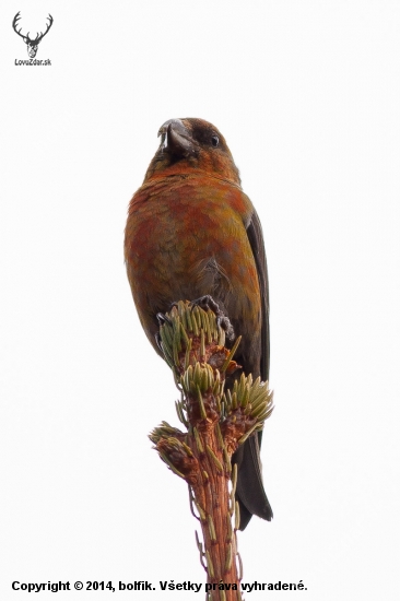 Loxia curvirostra (male)
