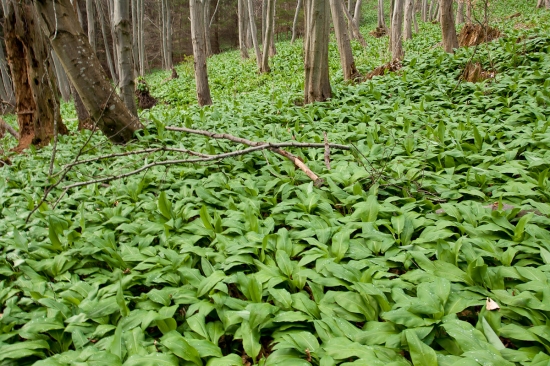 Na medveďom cesnaku