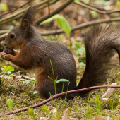 Sciurus vulgaris