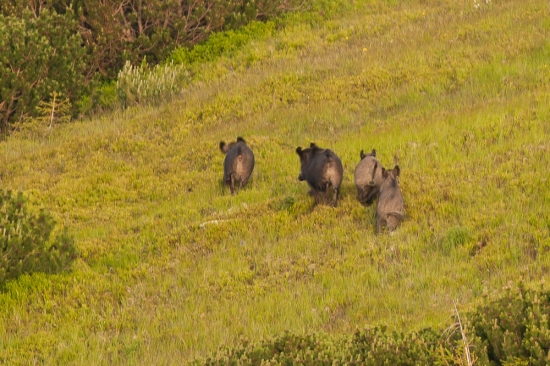 Hôľne diviačiky II.