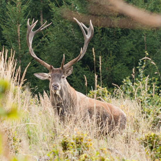 So zlomeným očníkom