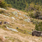 Na brusniciach II.