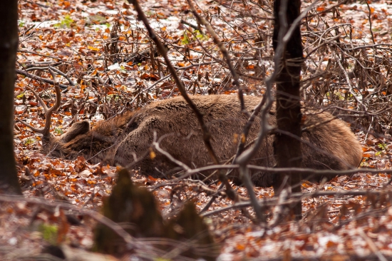 Môj prvý dojem - úhyn