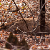 Môj prvý dojem - úhyn