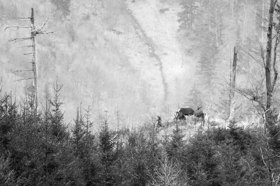 Zver a príroda v jednom