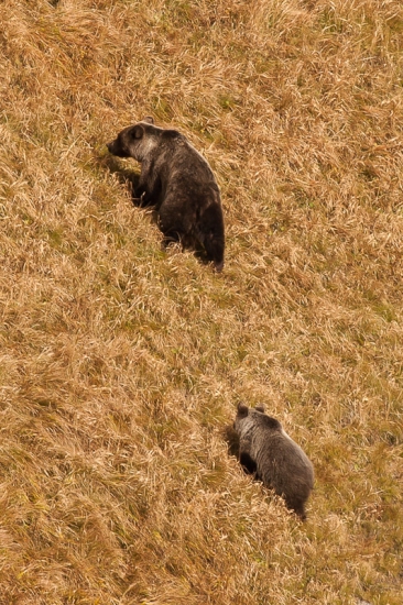 Vysokohorské medvede