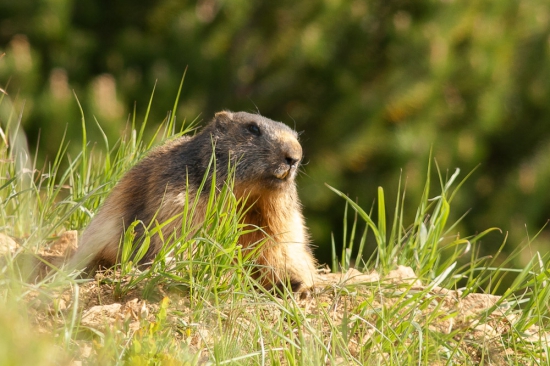 Marmota marmota