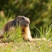 Marmota marmota