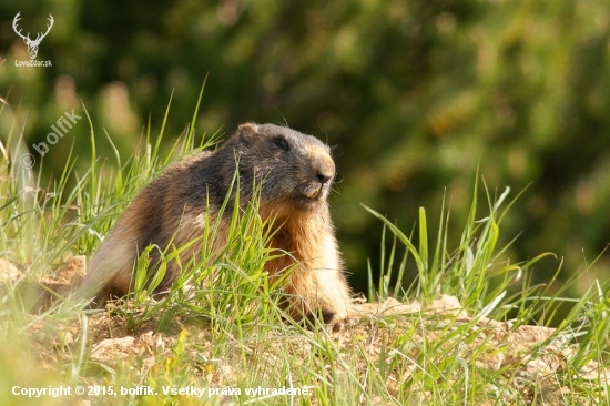 Marmota marmota