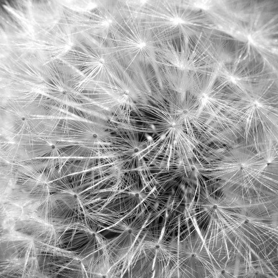 Taraxacum officinale