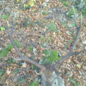 Jeleň