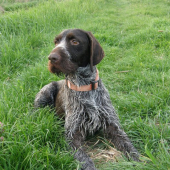 Sali