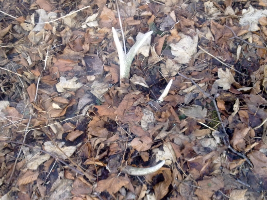 ked neprsi,tak aspon kvapká.