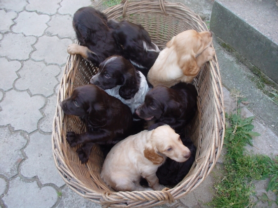 štěniatka prepeličiar