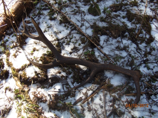 dnešný dvanásťtorák