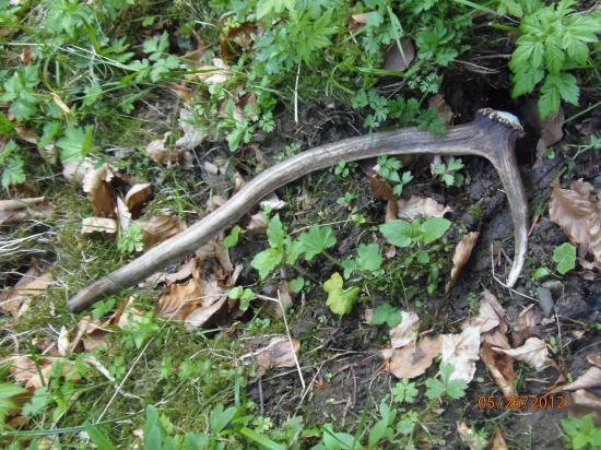 mladý výradový jeleň