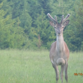 večerná vychádzka