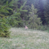 štrnástorák na uteku