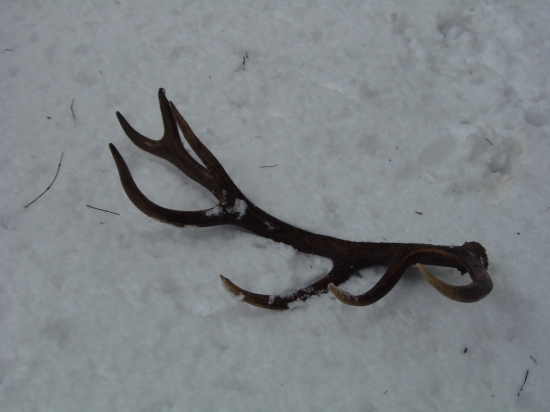 mladý štrnástorák