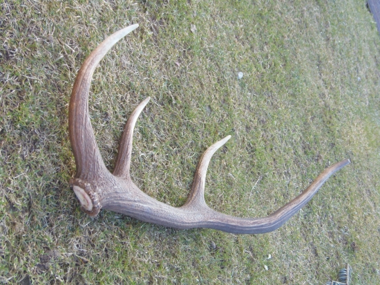 dnešný z trojročného jelena