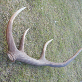 dnešný z trojročného jelena