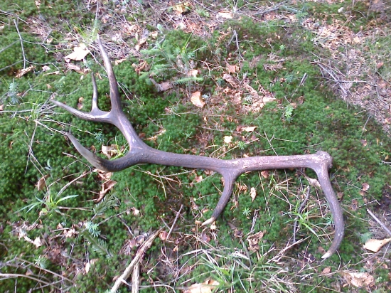 nedelňajšie šťastie