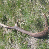 70cm šestorak