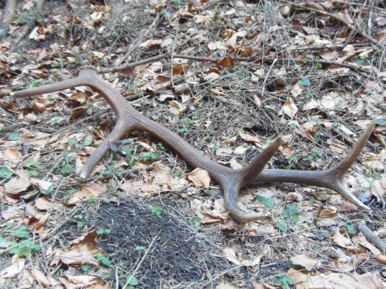 piatý z veľkonočného utorka