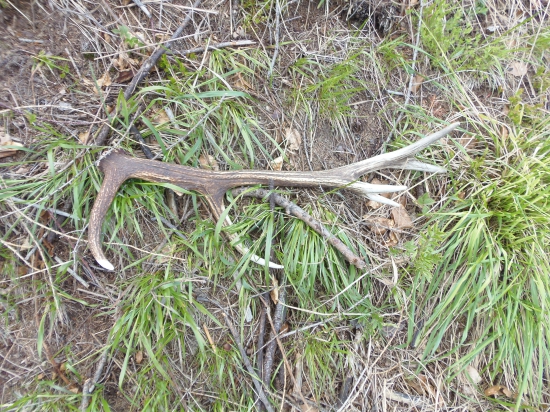 majový,dvojročný jeleň