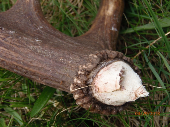 zhodil aj s kúskom pučnice