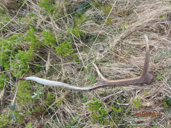 žeby budúci škodník?