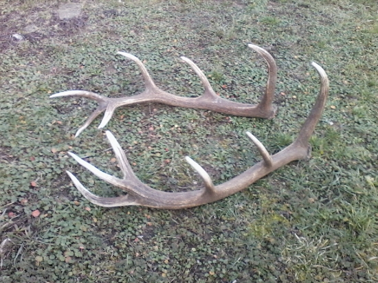 prvý tohto roční pár