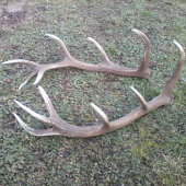 prvý tohto roční pár