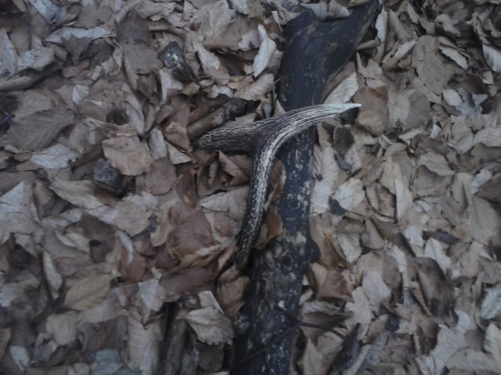 dnešna prechadzka ulomok z ruje