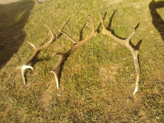 dnešne štastičko para 12-torak a 10-torak