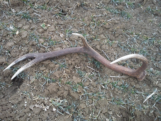 dobre druzstevnici posiali :)