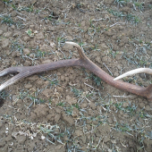 dobre druzstevnici posiali :)