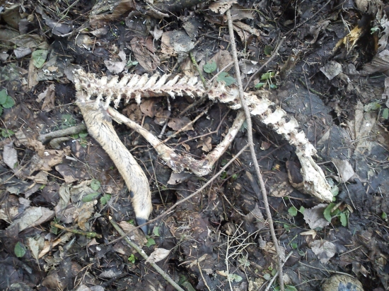 niekto mal hostinu...