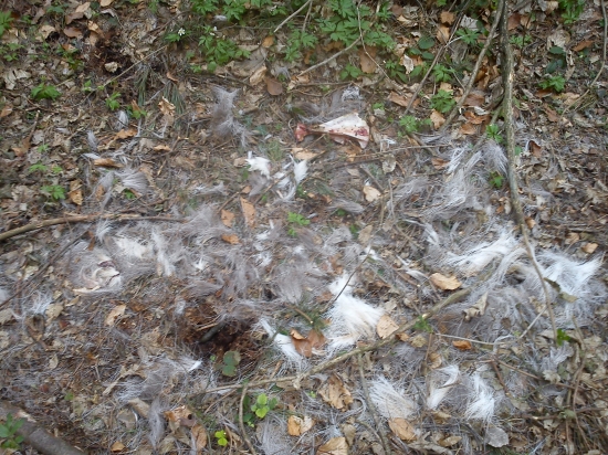 po chvili dalsi nalez