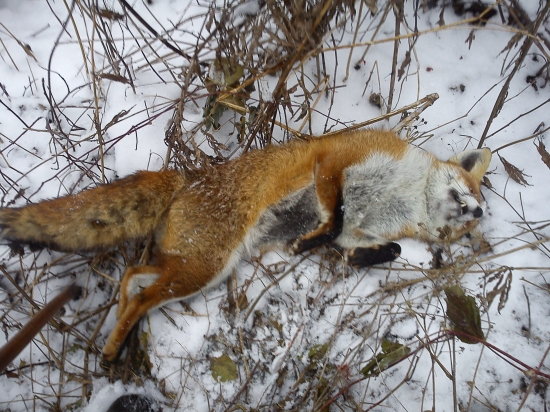 18. tohtorocna - vianocna