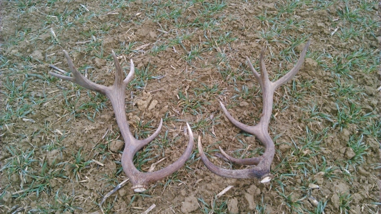 Veľkonočná nedeľa