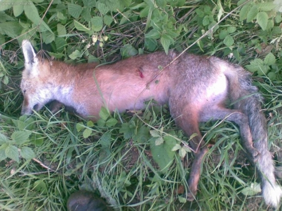 vcerajsi vecer 1. liska