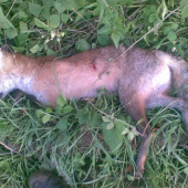 vcerajsi vecer 1. liska