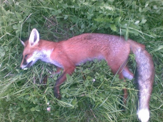 vcerajsi vecer 2. liska