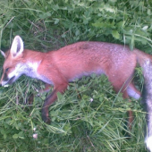 vcerajsi vecer 2. liska