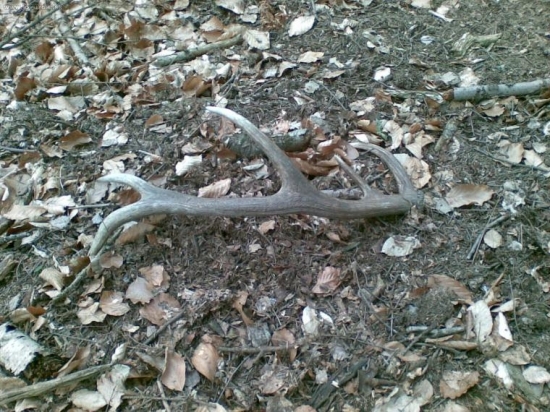 úspešná prechádzka